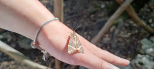 jersey tiger moth